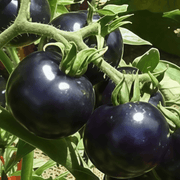 Black Tomato Seeds