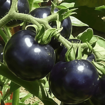 Black Tomato Seeds