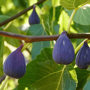 Fig Fruit Seeds