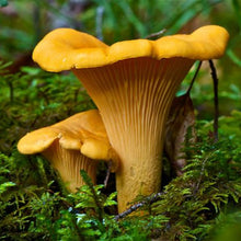 Chanterelle Mushroom Spores