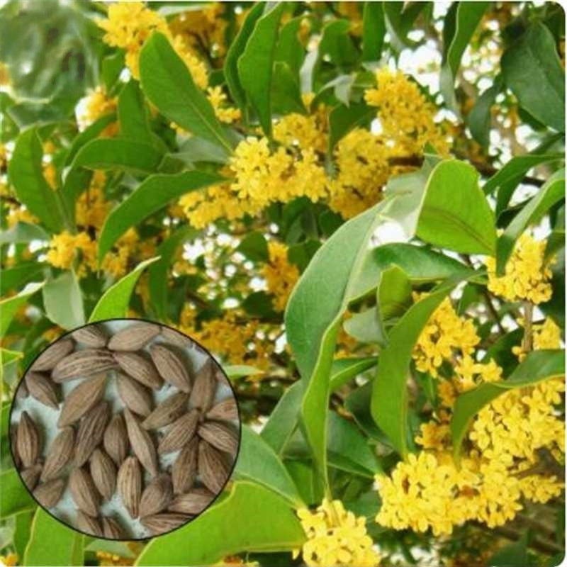 Osmanthus seeds  up to 50%