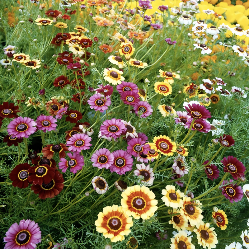Chrysanthemum Carinatum Seeds - Mix Larger Packet High Germination 1000-5000 Onsaleseeds