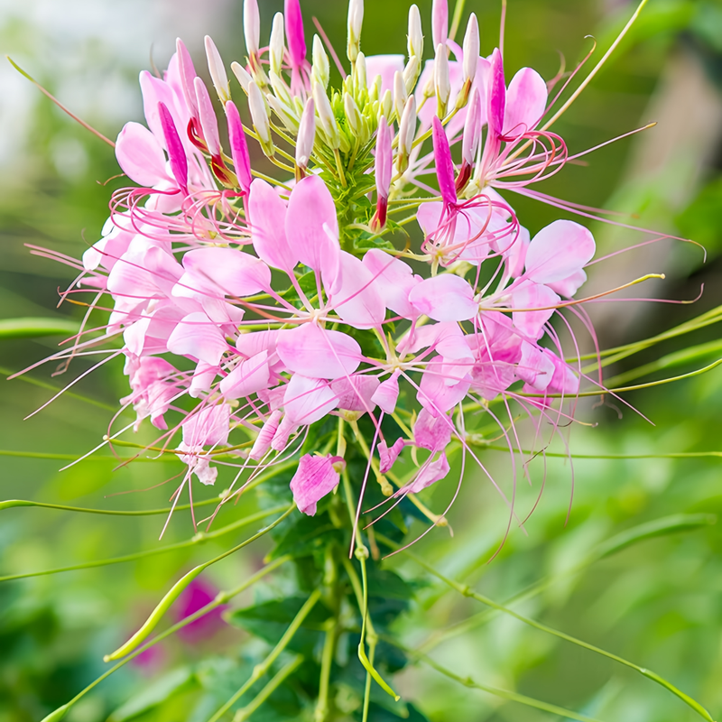 Clarkia Elegans Douglas Seeds - Purplish Red Larger Packet High Germination 3500-18000 Onsaleseeds