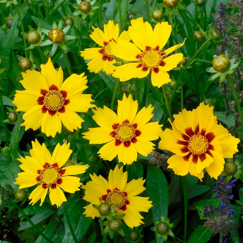 Coreopsis Tinctoria Seeds - Yellow Larger Packet High Germination 1500-7500 Onsaleseeds