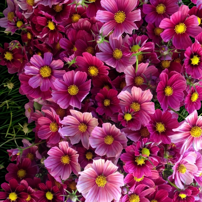 Cosmos Bipinnata Seeds - Light Pink With Red Border Larger Packet High Germination 1600-4800 Onsaleseeds