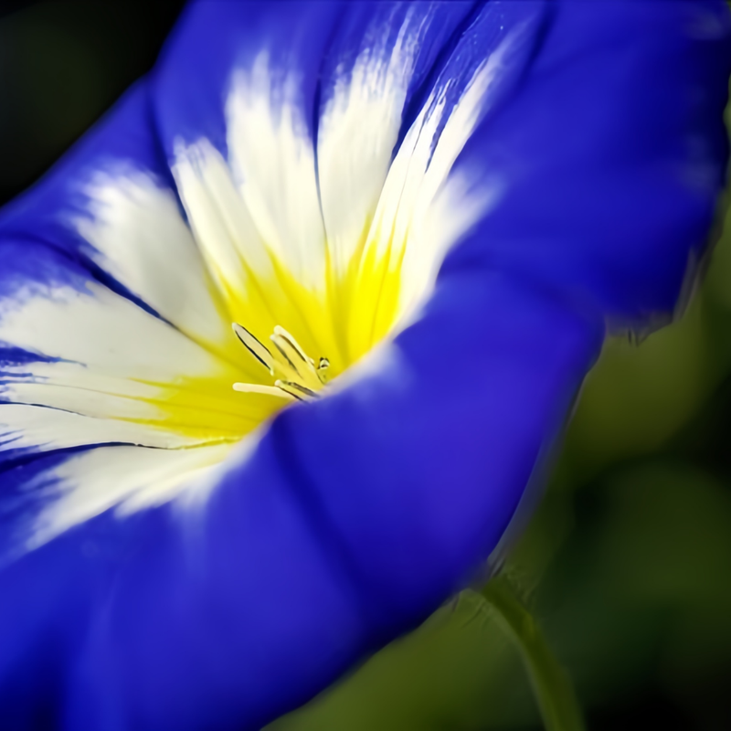 Dwarf Morning-Glory Seeds - Blue Larger Packet High Germination 600-3000 Onsaleseeds
