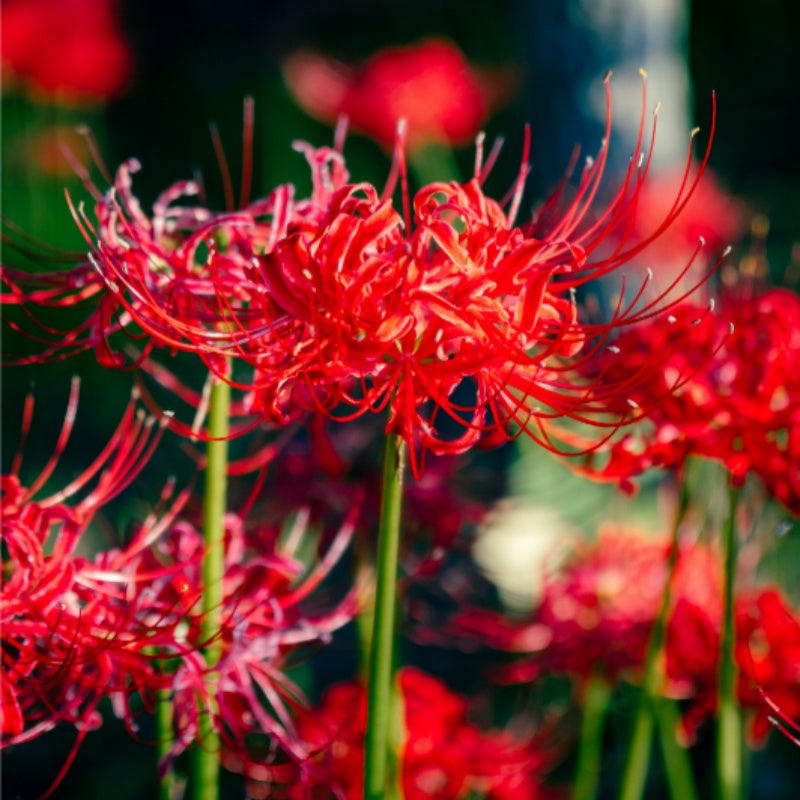 Red Spider Lily seeds up to 50%
