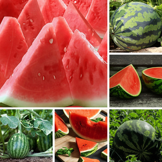 Watermelon Seeds