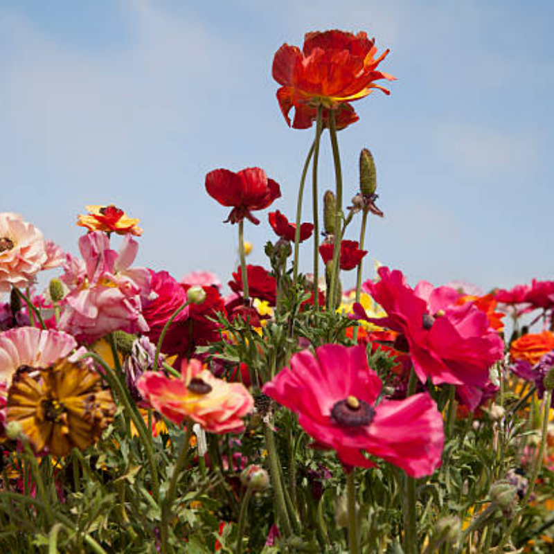 plant wildflower seeds in spring Wildflower Seeds up to 50%
