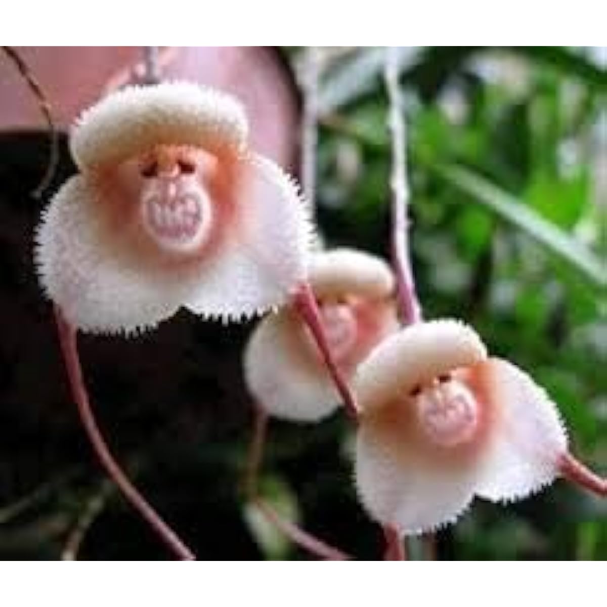 Monkey Face Orchid Seeds ¨C up to 50%