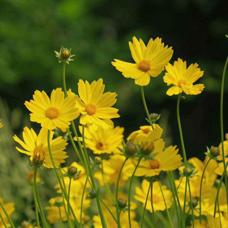 Coreopsis Seeds Up to 50%