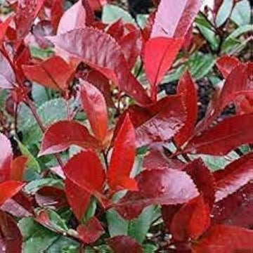 Red Robin Ornamental Shrub Seeds Up to 50% Off