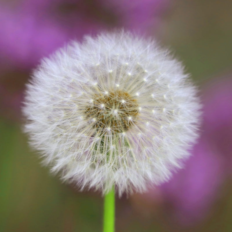 Dandelion Seeds Up to 50%