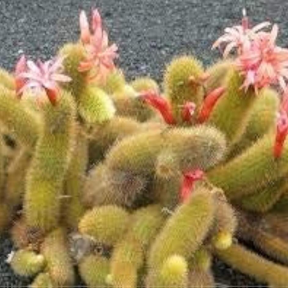 Monkey Tail Cactus Seeds up to 50%