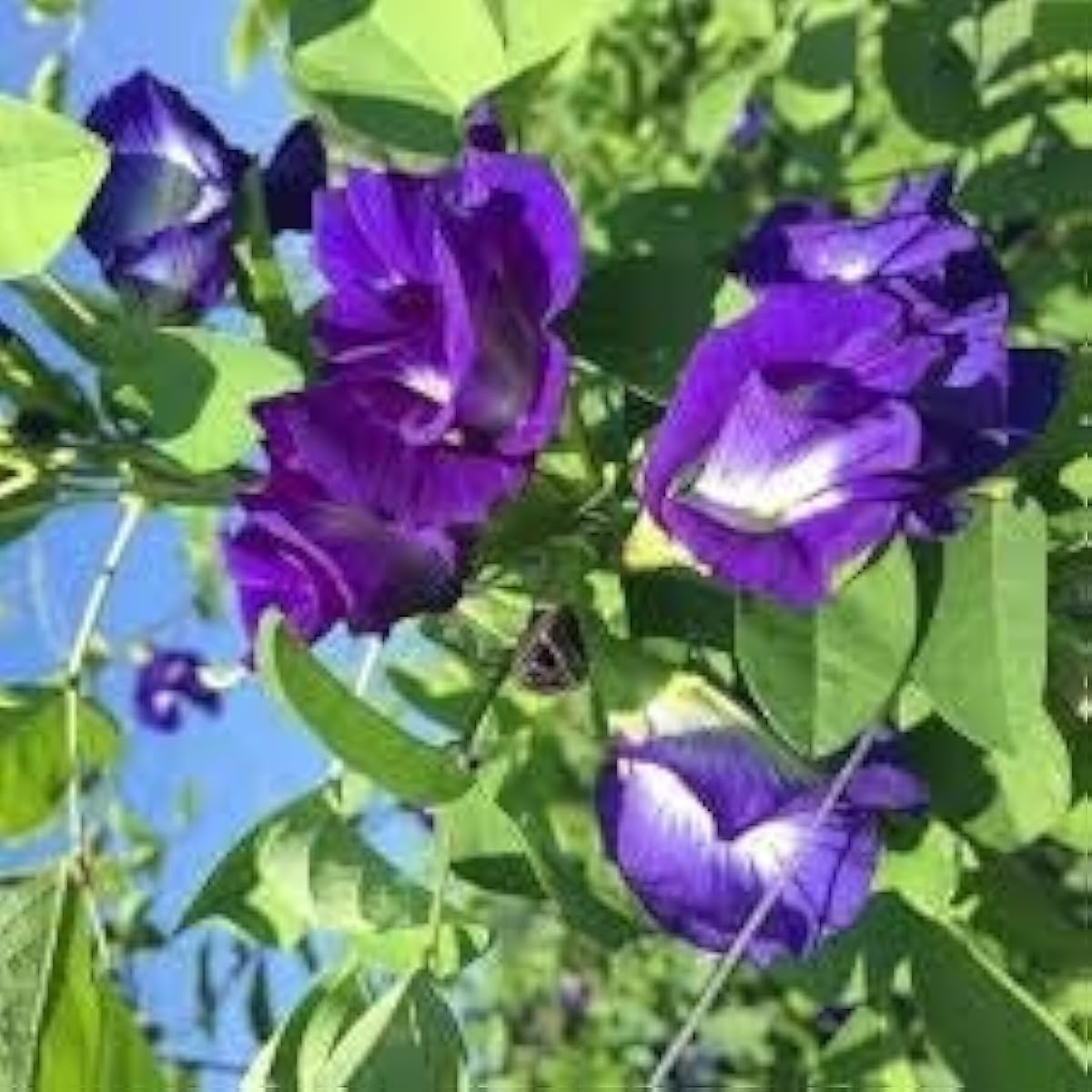 Purple Clitoria Ternatea Seeds Up to 50% Off