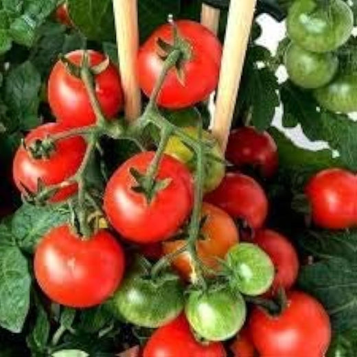 Rapunzel Tomato Seeds