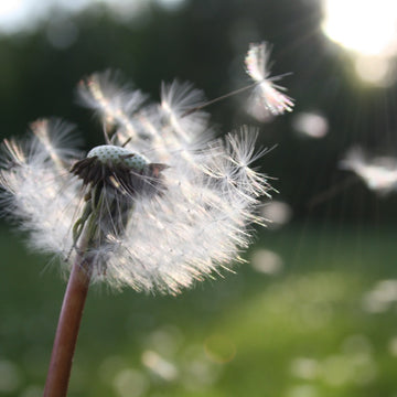 Dandelion Seeds