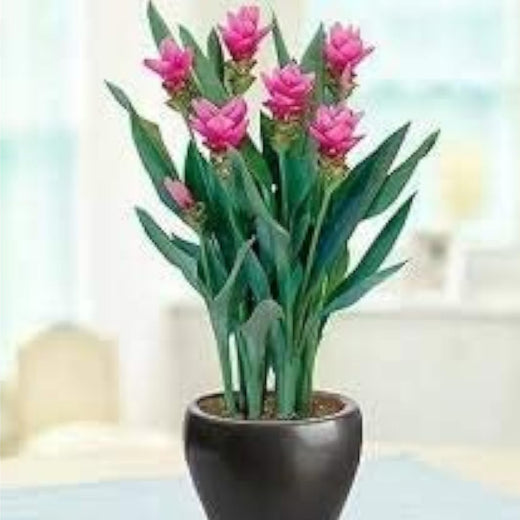 Pink Curcuma Seeds