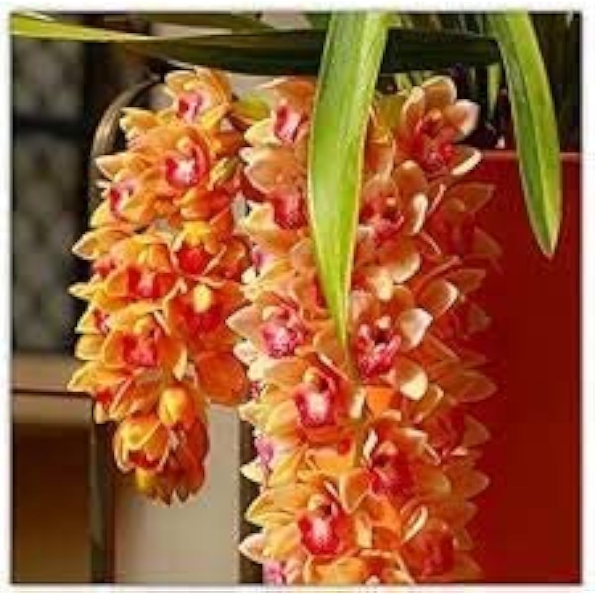 Cymbidium Orchid Seeds – Orange – Up to 50%