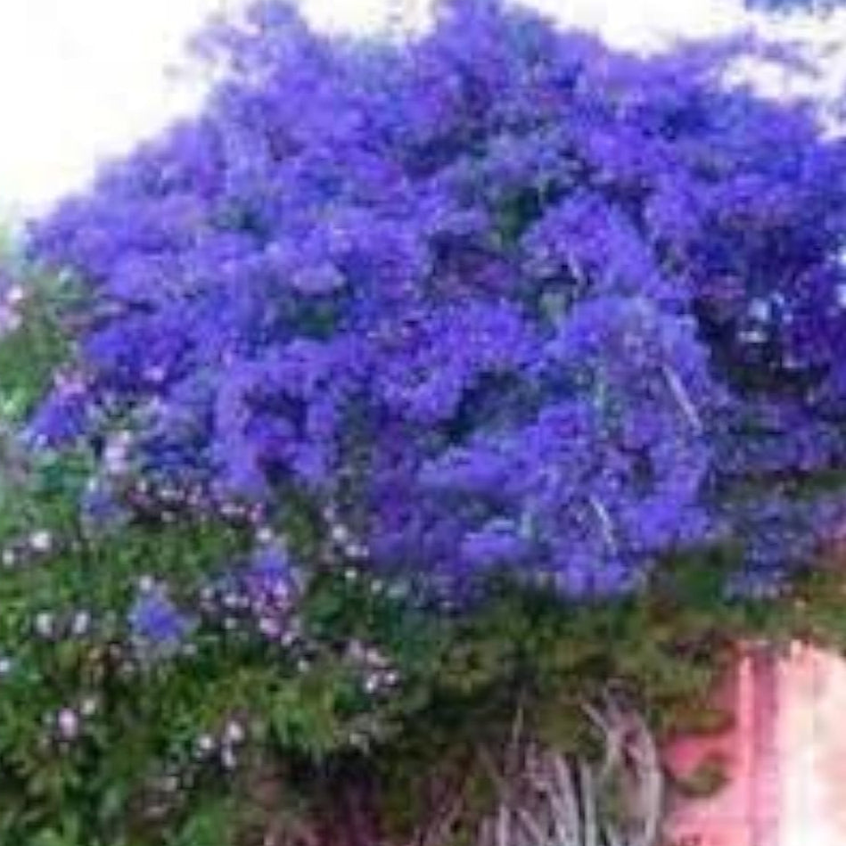 Blue Bougainvillea Seeds up to 50%
