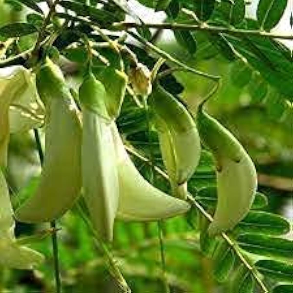 Sesbania Grandiflora Tree Seeds Up to 50% Off