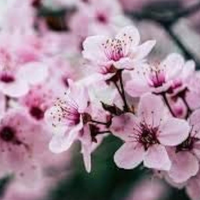 Pink Cherry Blossom Seeds prime day up to 50%
