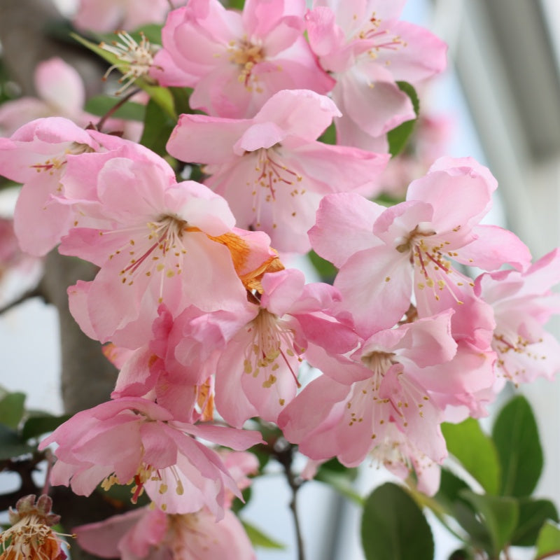 Chinese Crabapple seeds up to 50%