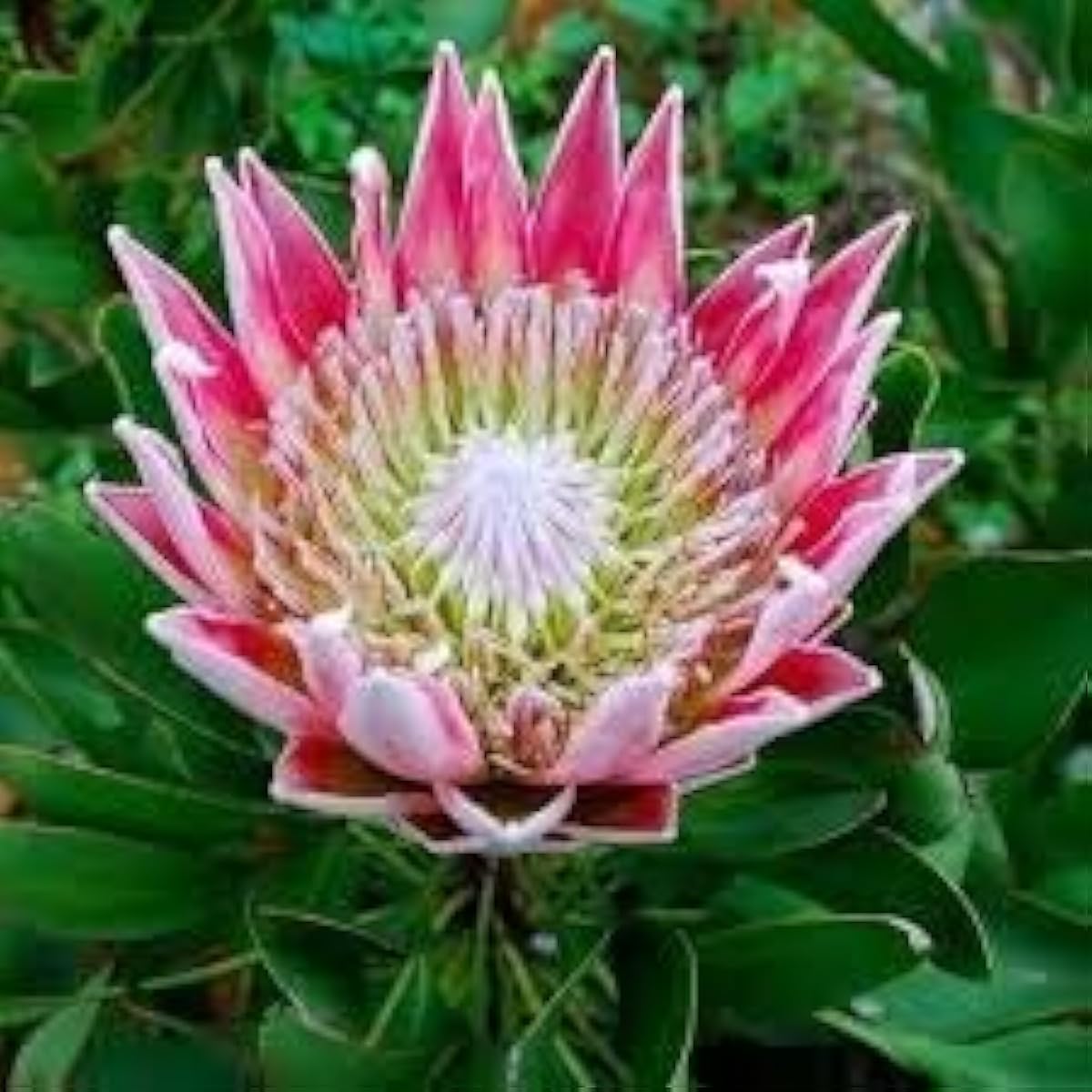 Protea Flower Seeds Up to 50% Off