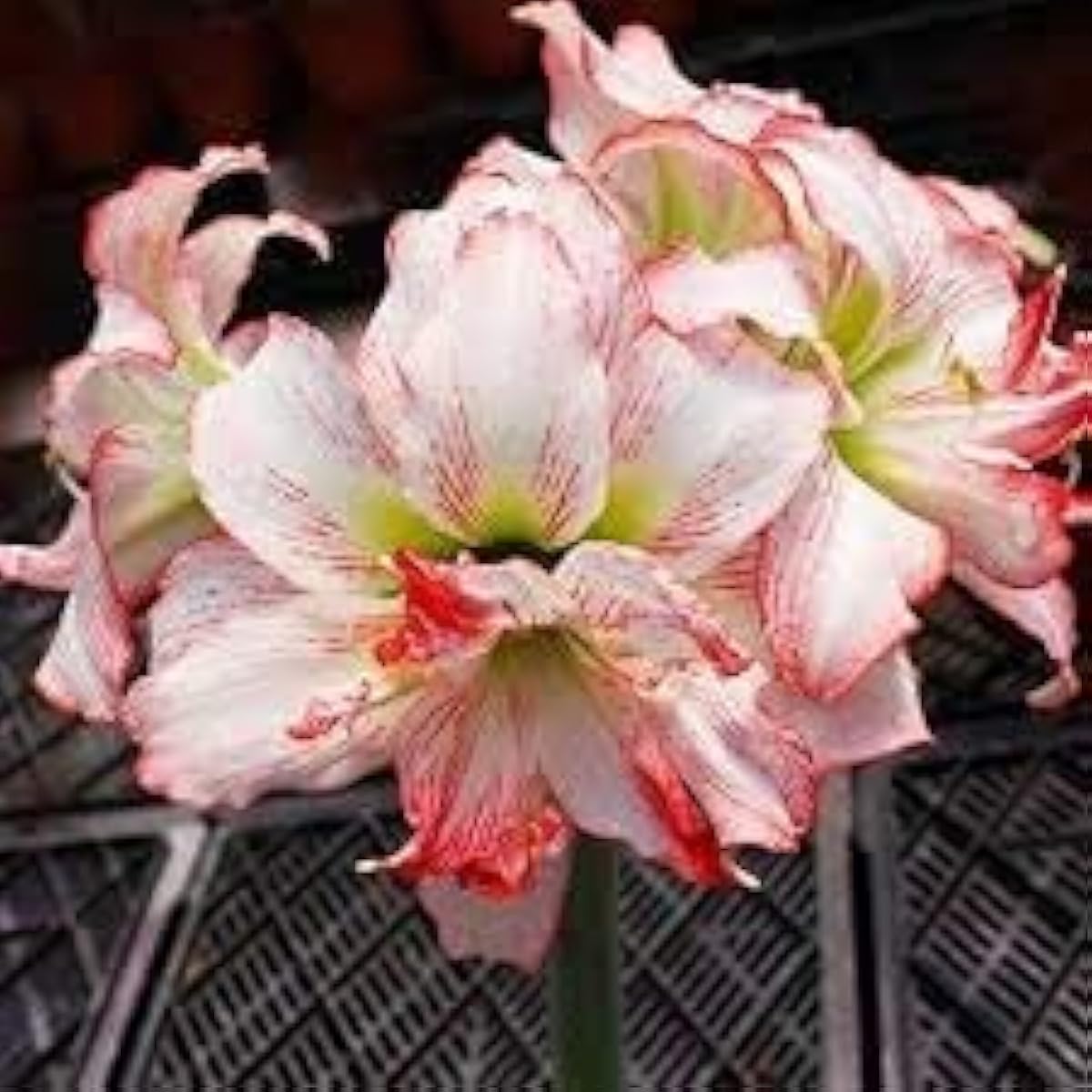 Red Amaryllis Barbados Seeds Up to 50% Off
