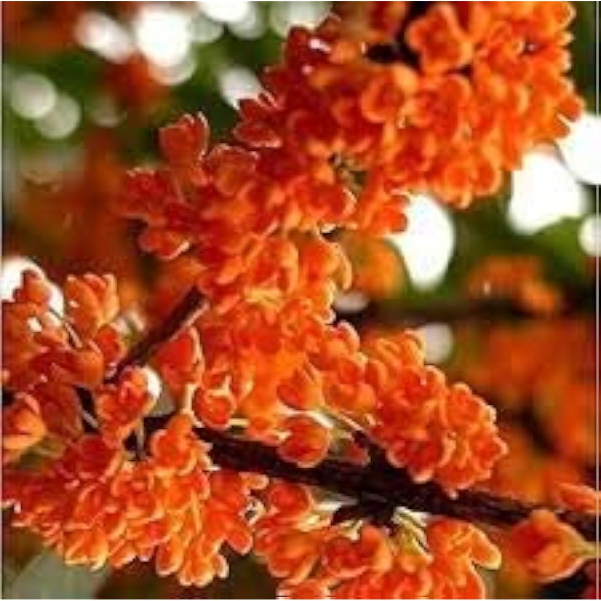 Osmanthus Plant Seeds – Orange – prime day up to 50%