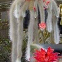 Monkey Tail Cactus Seeds