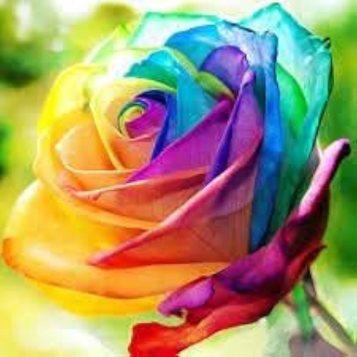 Rainbow Rose Flower Seeds Up to 50% Off