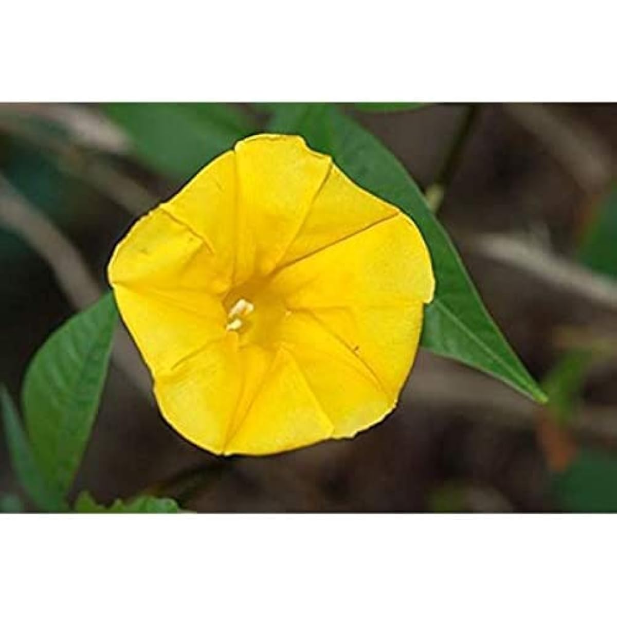 Yellow Morning Glory Seeds up to 50%