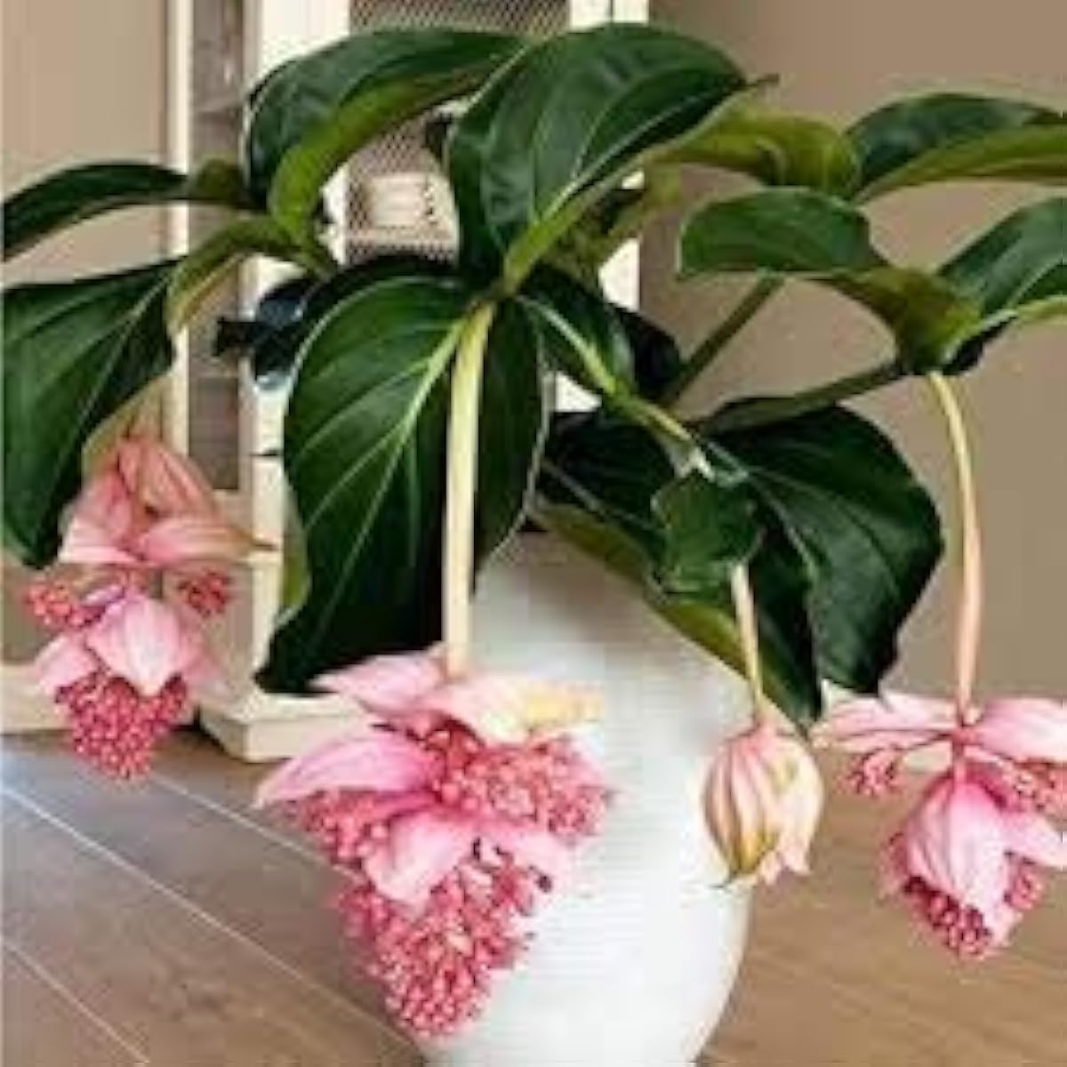 Pink Medinilla Seeds – prime day up to 50%