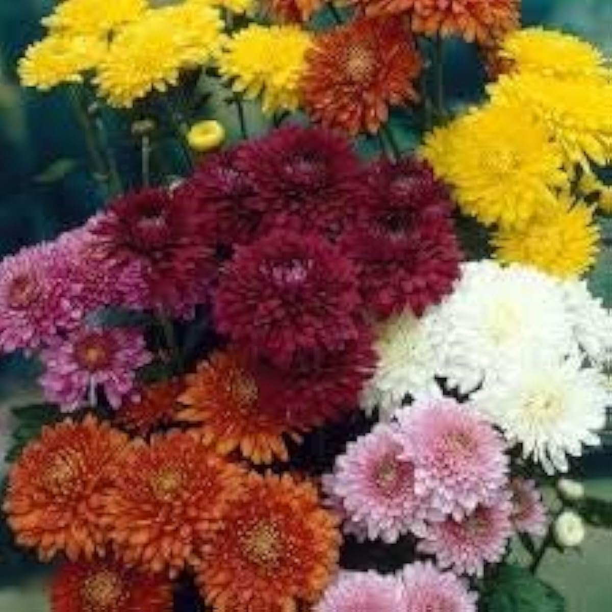 Chrysanthemum Flower Seeds – Up to 50%