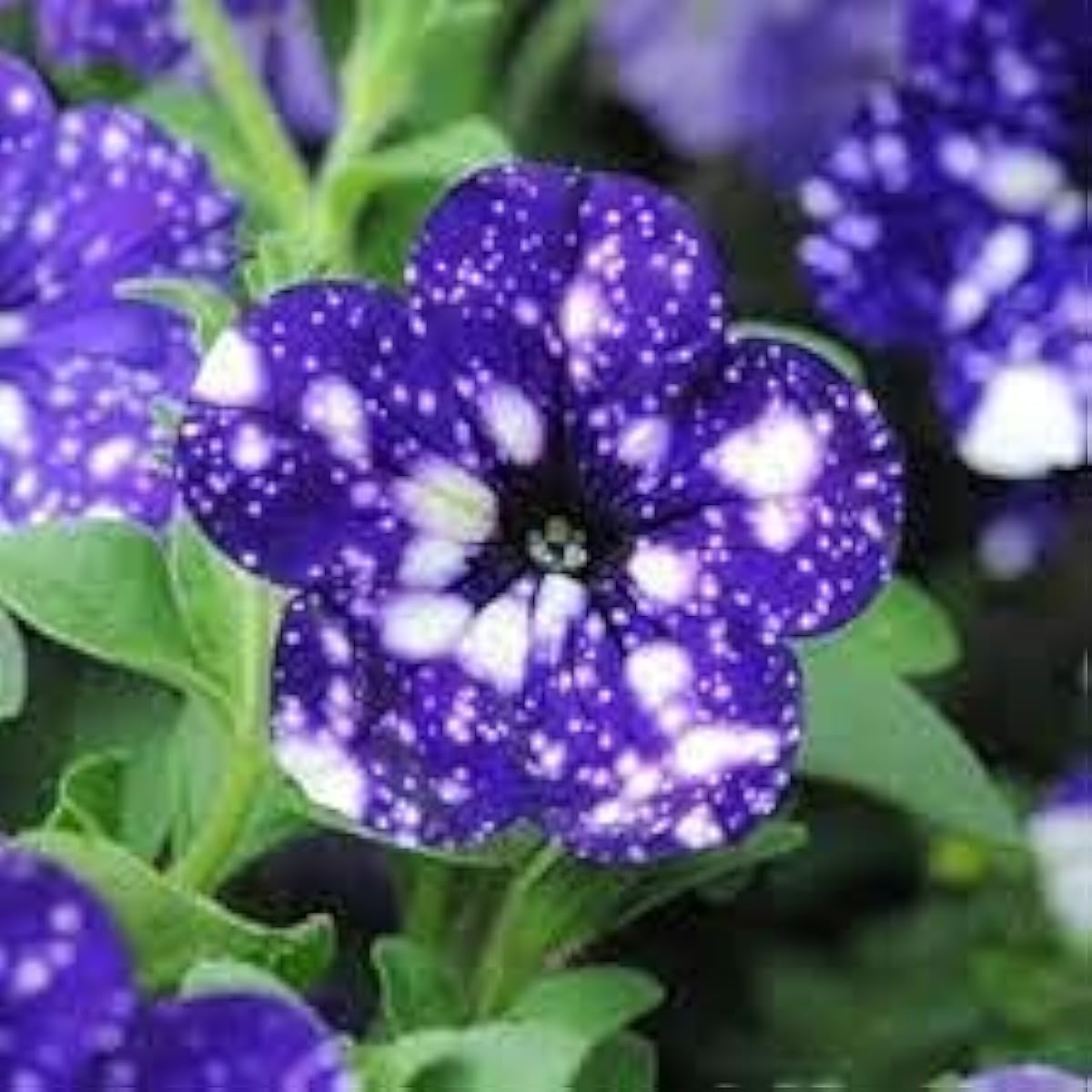 Night Sky Petunia Seeds prime day up to 50%