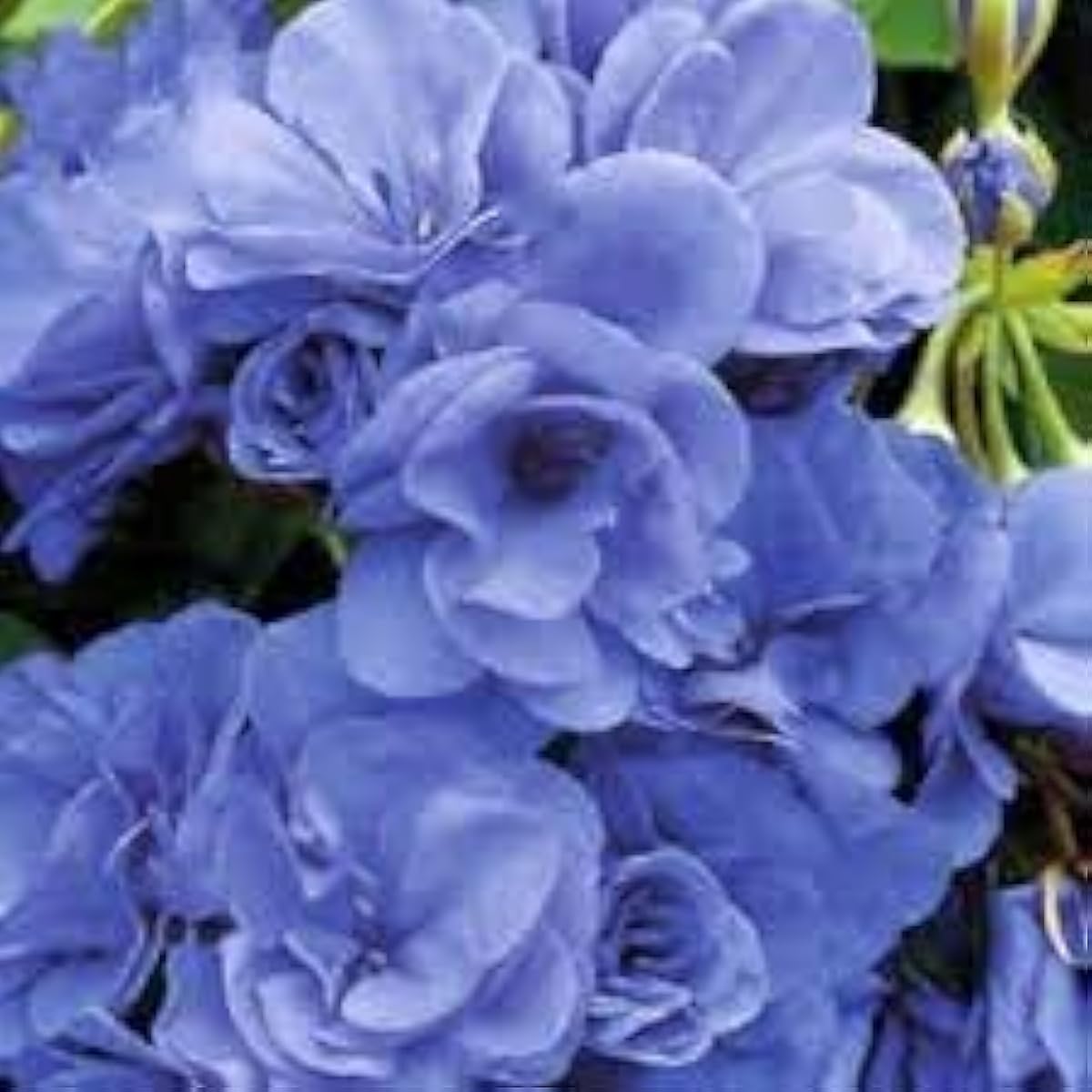 Blue Geranium Flower Seeds up to 50%