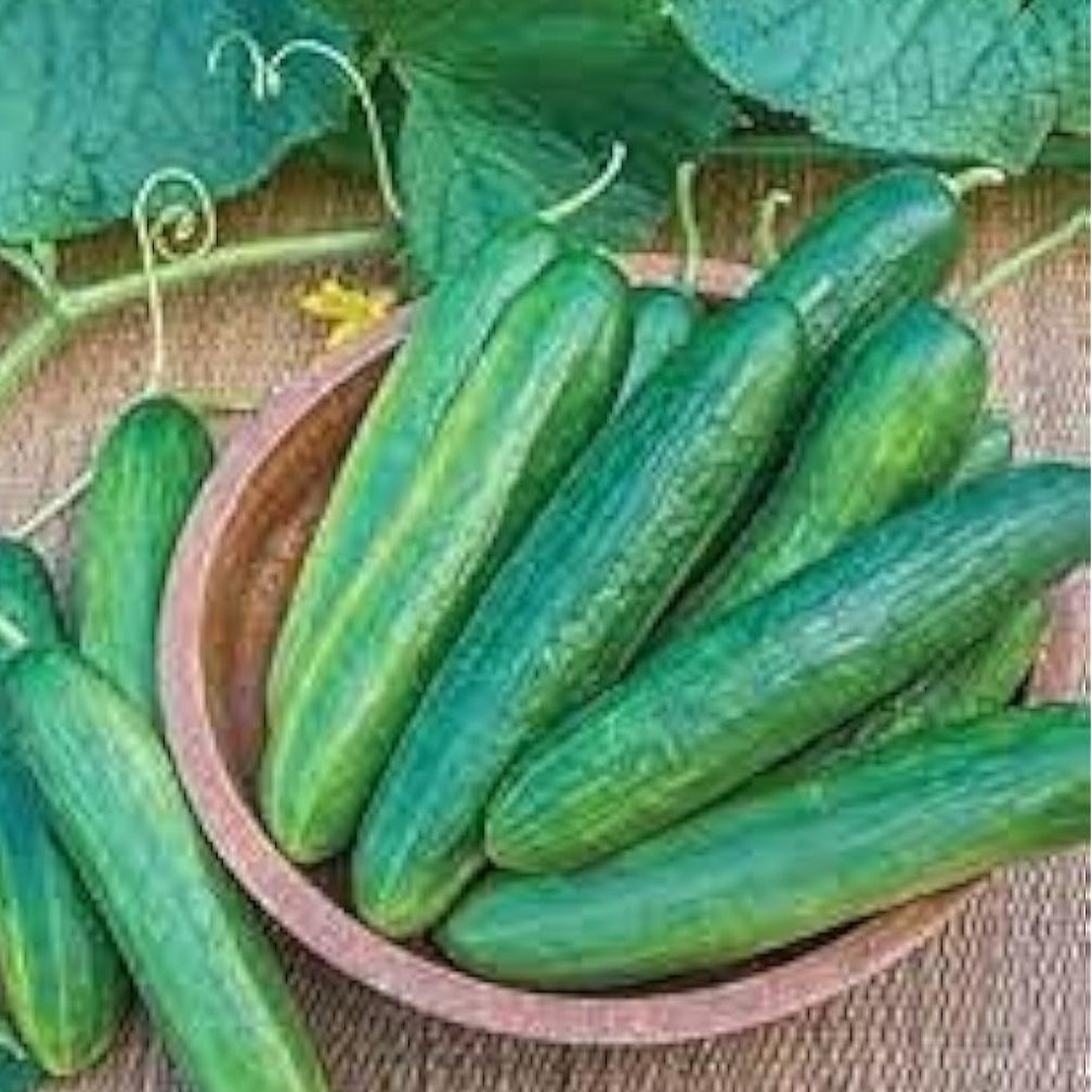 Palace King Cucumber Seeds – prime day up to 50%