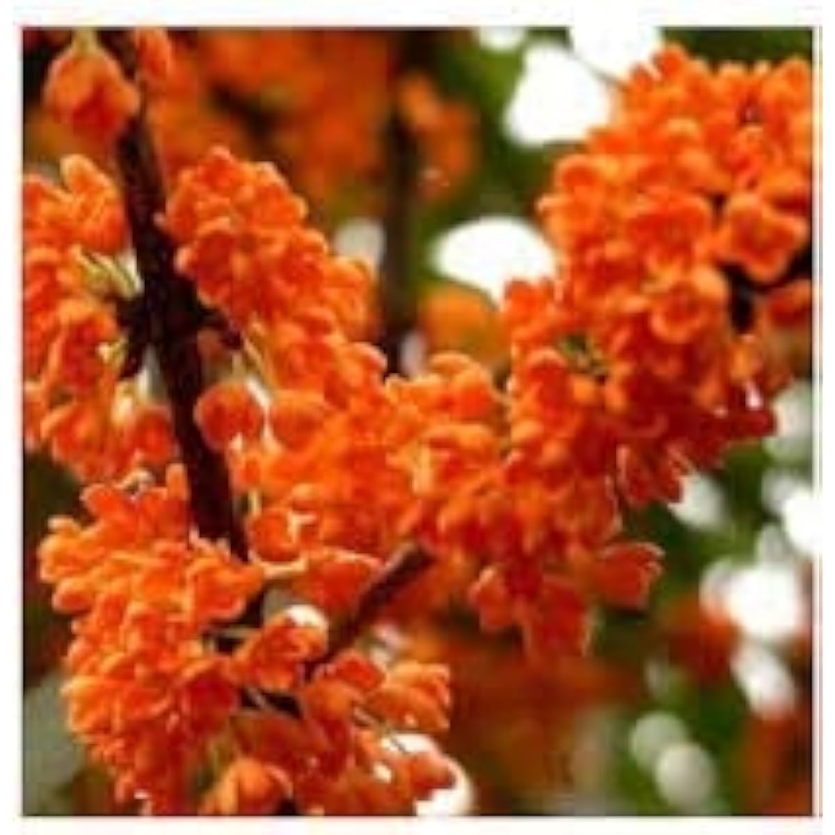 Osmanthus Plant Seeds – Orange – up to 50%