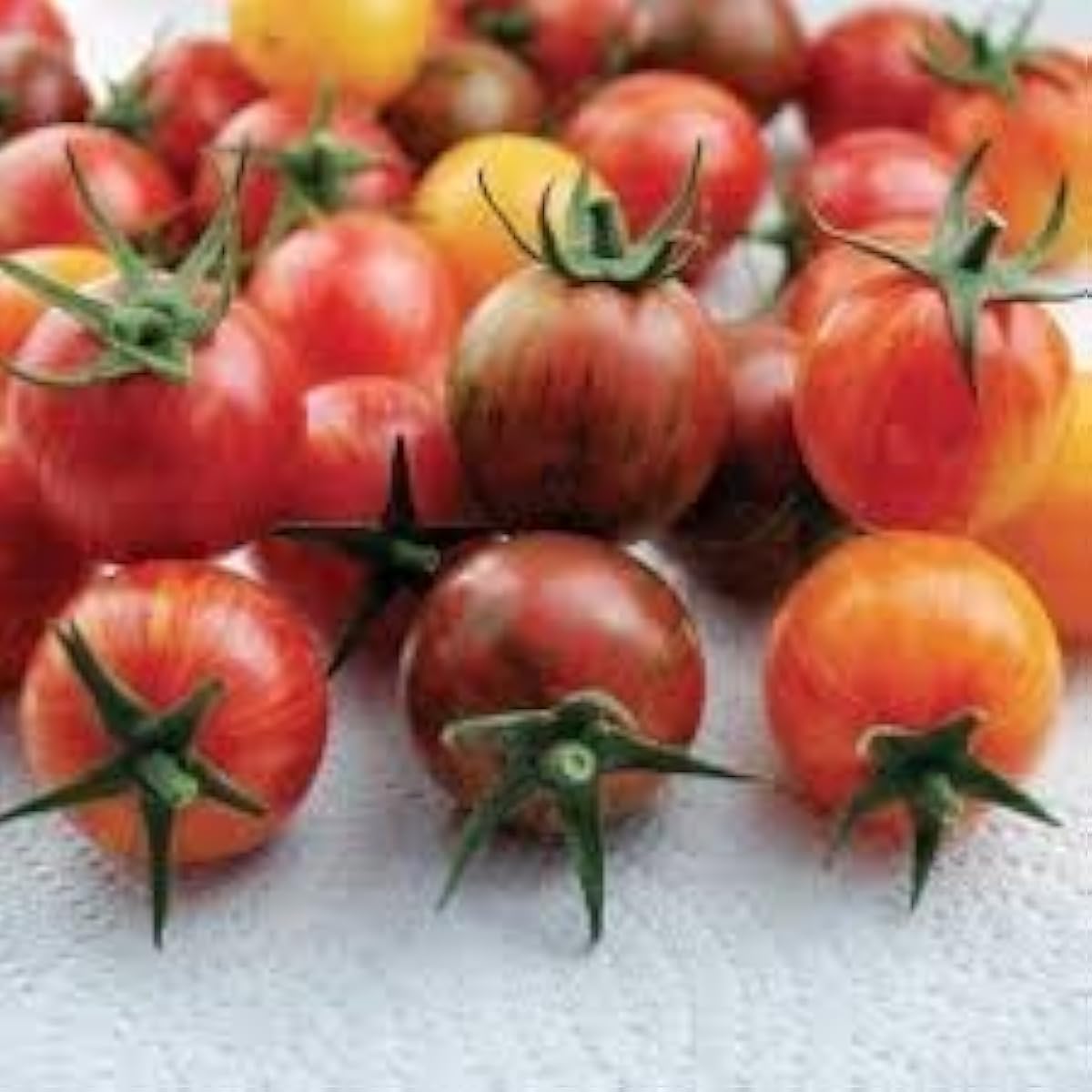 Tomato Vegetable Seeds – Mixed Variety – Up to 50%