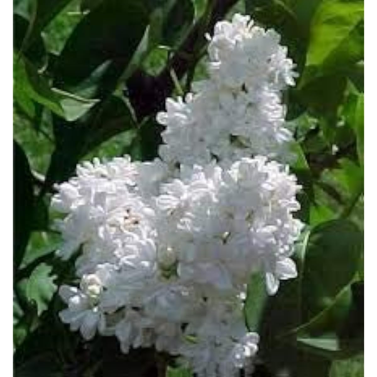 White Japanese Lilac Seeds Up to 50% Off