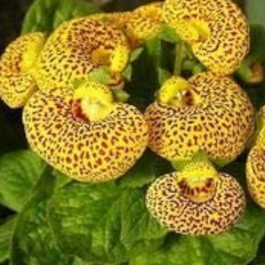 Calceolaria Uniflora Flower Seeds – Up to 50%