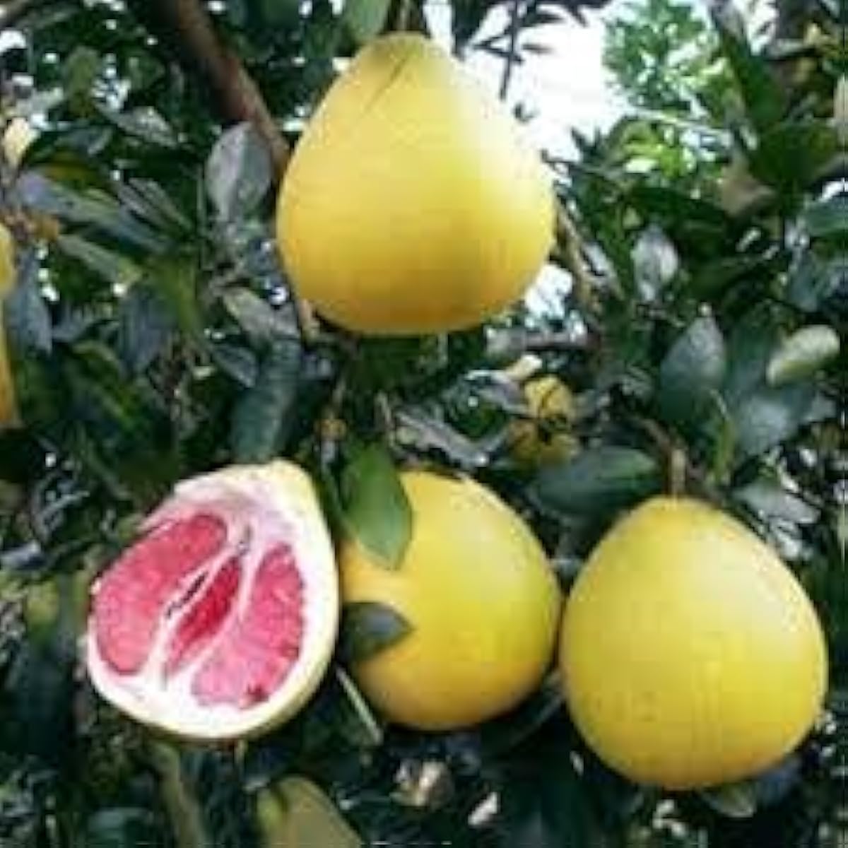 Pomelo Tree Seeds Up to 50% Off