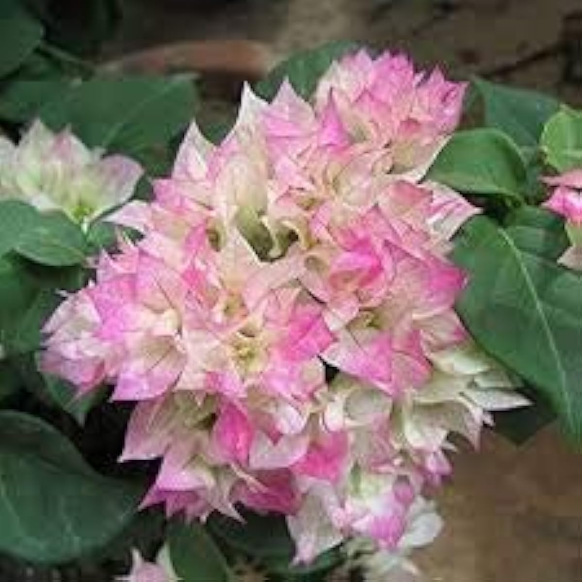 Pink White Bougainvillea Seeds up to 50%