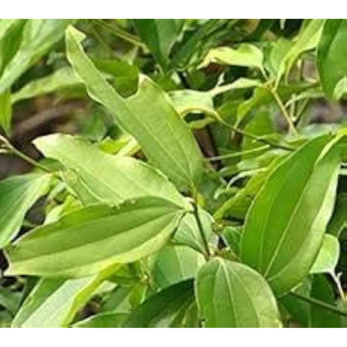 Cinnamon Tree Seeds – Up to 50%