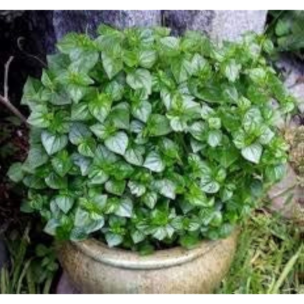 Peperomia Pellucida Herb Seeds prime day up to 50%