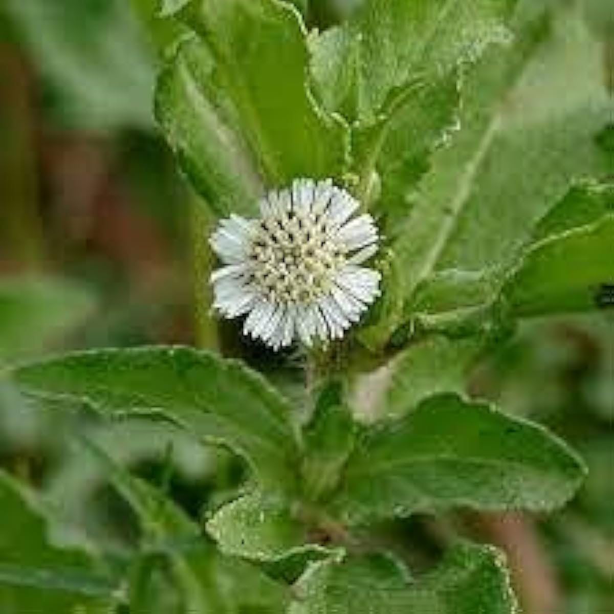 Bhringraj Plant Seeds Up to 50% Off