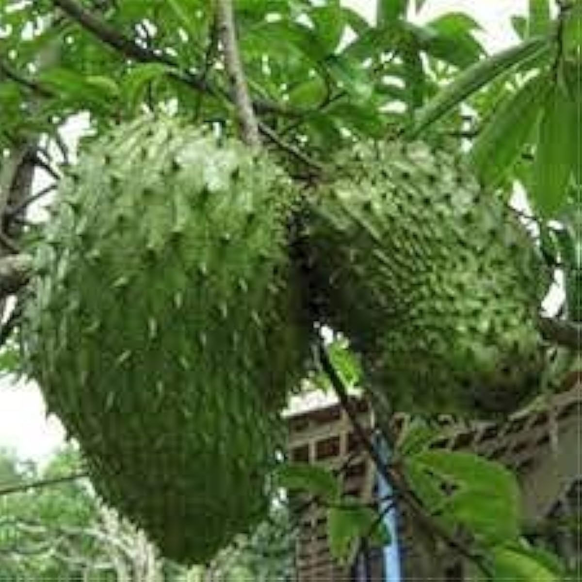 Giant Soursop Fruit Seeds Up to 50% Off