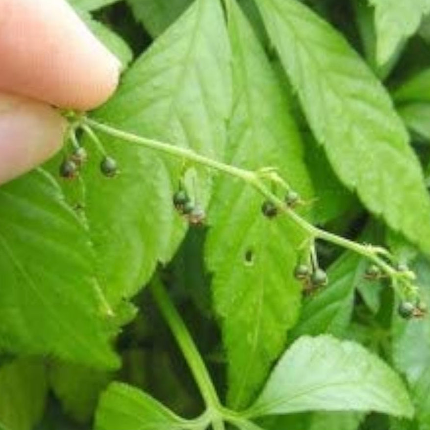 Jiaogulan Herb Seeds up to 50%