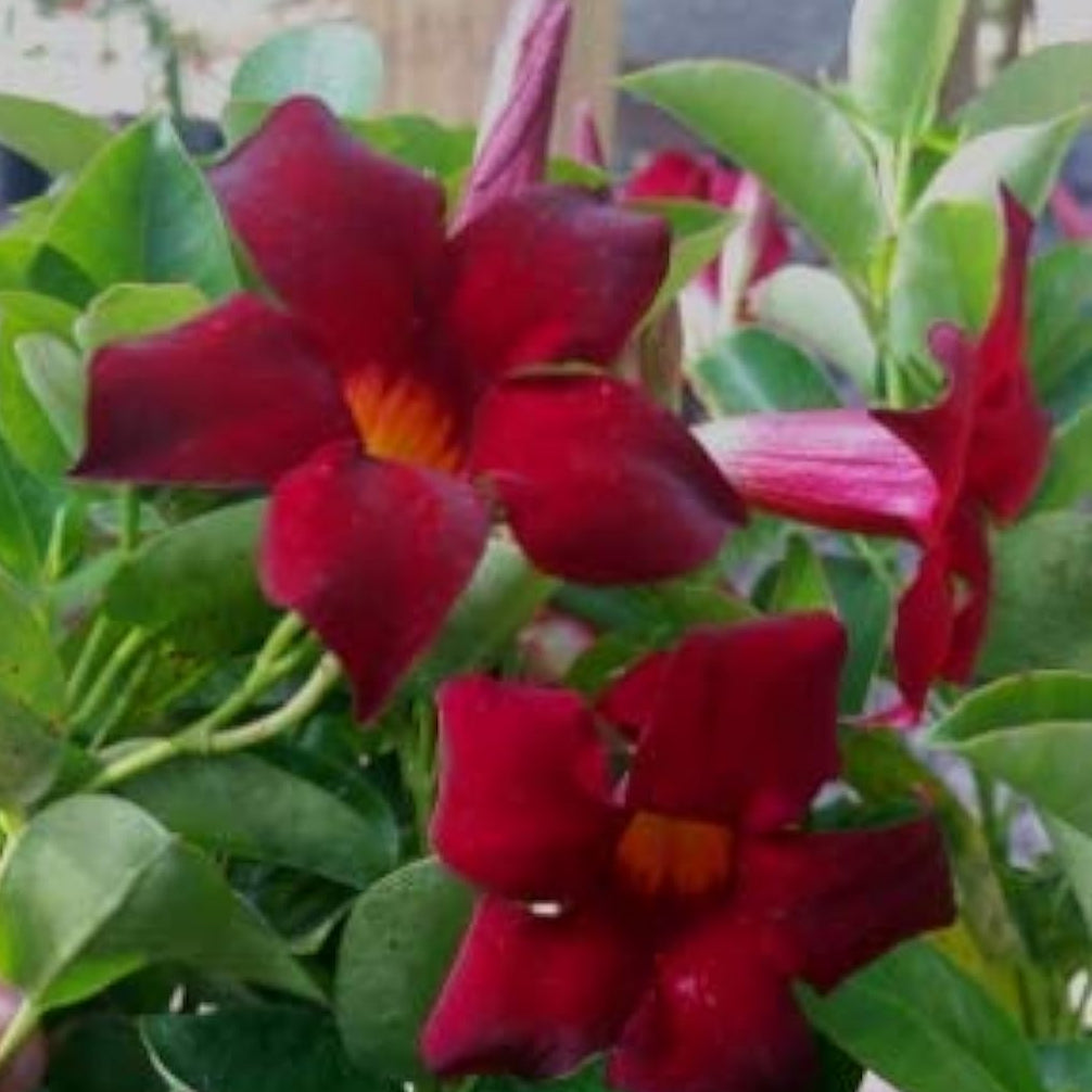 Dipladenia Sanderi Climbing Seeds up to 50%